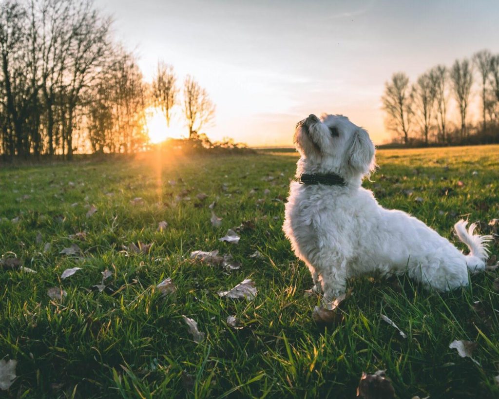 Mo's Hundetraining - Hunde-Verhaltenstraining in Koeln