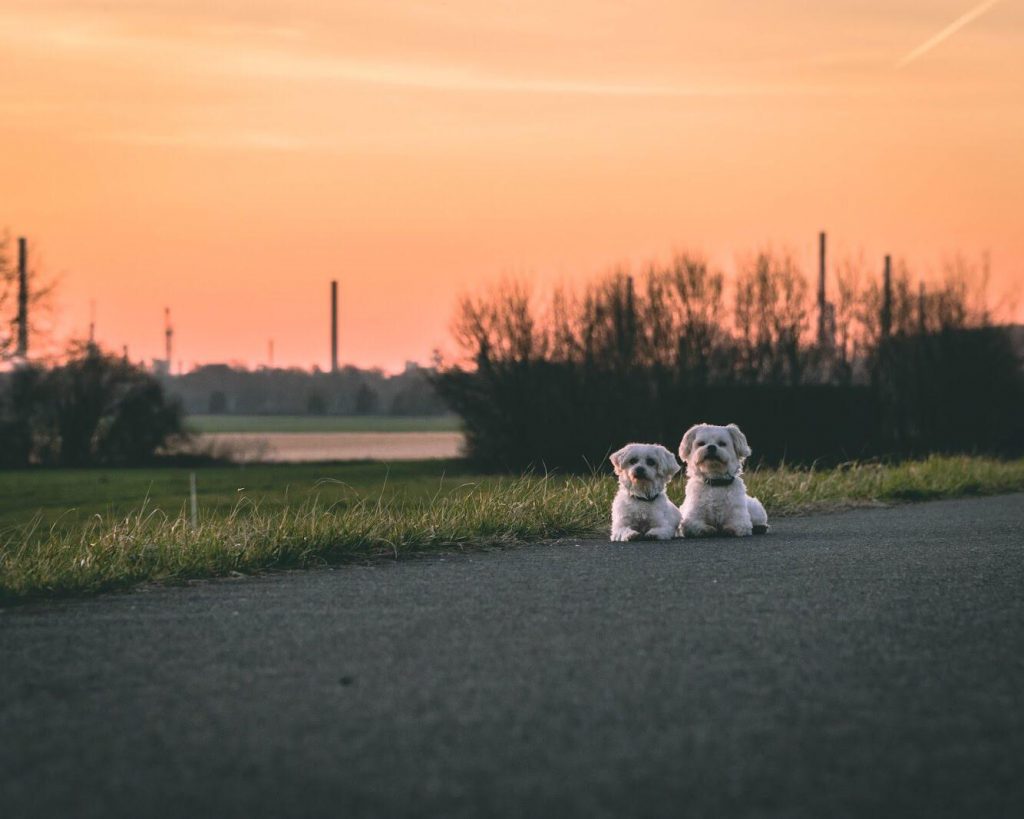 Mos Hundetraining – Koelner Gruppenstunde im Sonnenuntergang