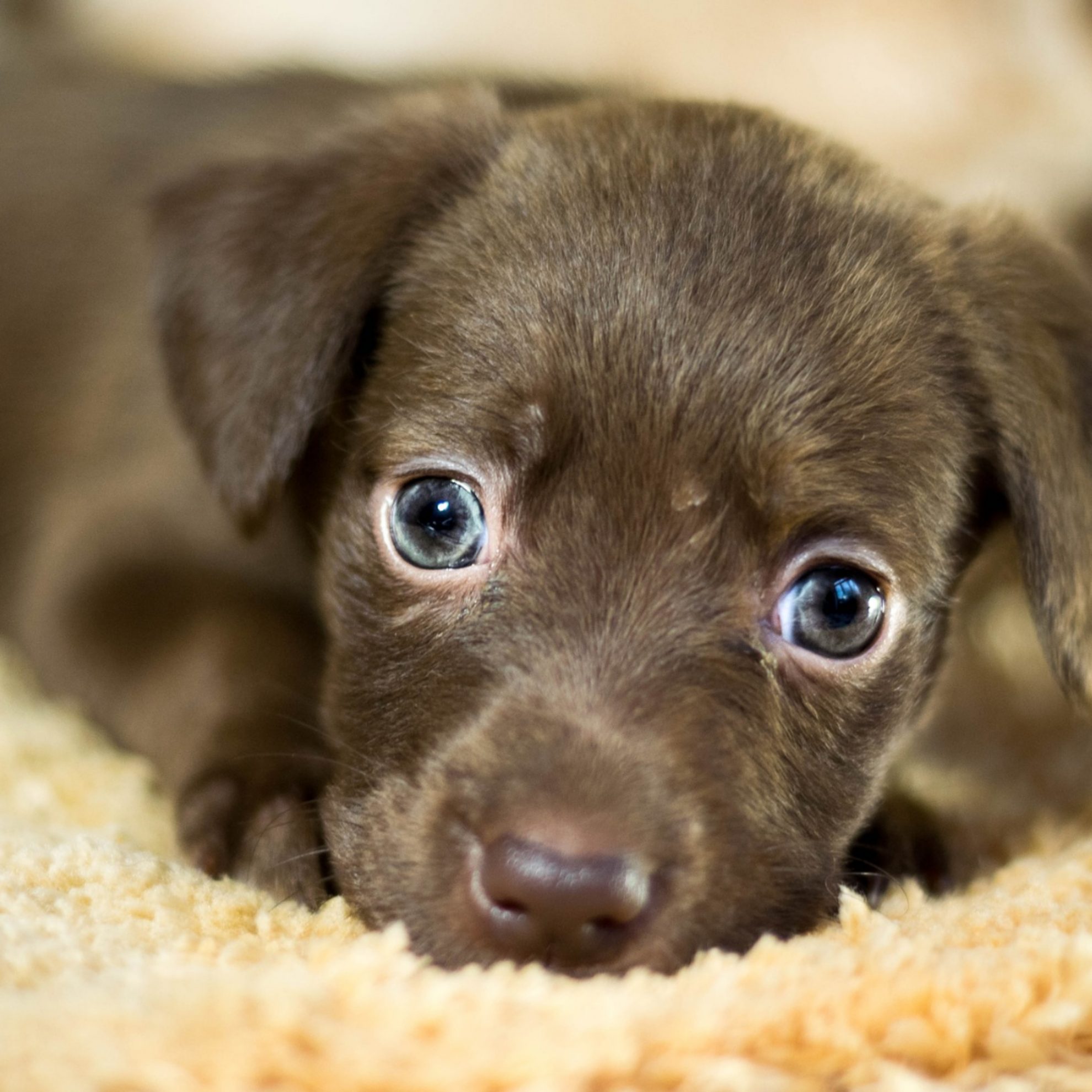 Mo's Hundetraining: Tierischer Nachwuchs Welpe