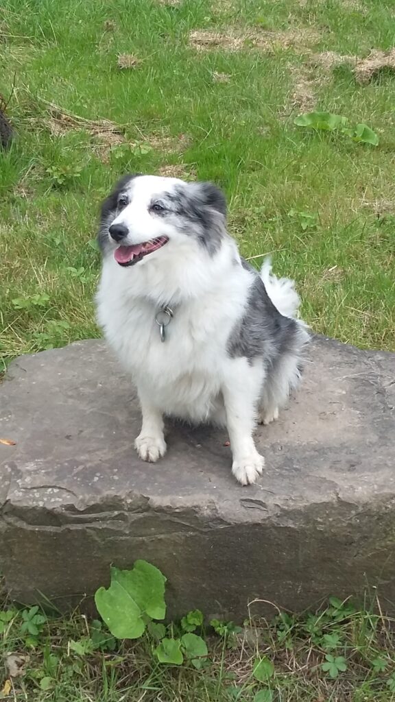 Mos Hundetraining Erfahrung Erfolg Chanel